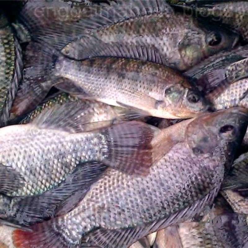 Ikan Segar